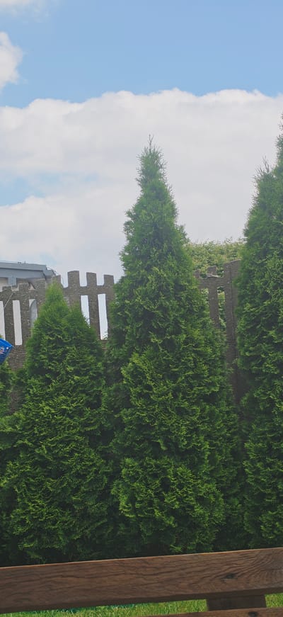 In Pleszew, Poland, a photograph captures a row of tall, green cypress trees against a backdrop of a cloudy blue sky. A rustic wooden bench is positioned in the foreground, with blades of green grass visible beneath it. Behind the trees, a concrete fence with a decorative, almost castellated pattern runs horizontally across the mid-ground. A building structure with a gray roof is partially visible to the left of the frame, behind the fence. The overall scene depicts a tranquil outdoor setting, likely a garden or park area within the city.