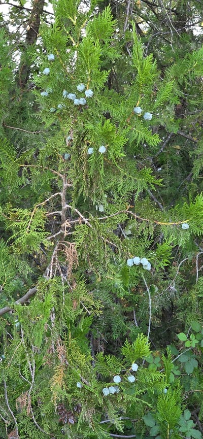 The image displays a close-up view of a juniper tree with numerous blue-green berries scattered among its green, scale-like foliage. The branches are a mix of green and brown, with some older, dried-out sections visible. The berries are round or slightly oval and appear to be clustered in some areas. The background consists of more foliage, suggesting an outdoor setting with other plants. The lighting indicates it could be daytime, possibly overcast or with diffused sunlight, as there are no harsh shadows. The overall impression is a detailed look at the natural characteristics of a juniper tree, possibly in a rural or natural environment. There is no visible text in the image.