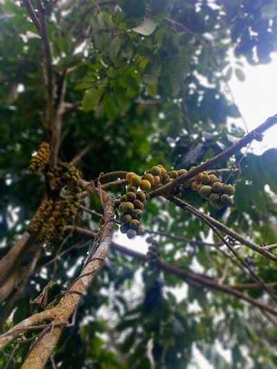 The image is a close-up, low-angle shot of a longan tree bearing fruit, taken in Gampong Teungoh, Indonesia. Clusters of green and yellow longans hang from rough, brown branches, some covered in vines. The background is a blur of lush green leaves and bright, overcast sky, suggesting an outdoor, natural environment. No people are visible in the image.