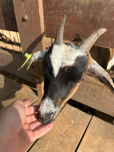 The media file shows a close-up, overhead view of a goat being fed by a person's hand. The goat has short, curved horns, and its face is a mix of black, white, and brown fur. The goat is wearing a yellow tag on its ear. The person's hand is extended, and the goat is touching it with its nose, suggesting it is being offered food. The setting appears to be an outdoor enclosure with wooden planks forming a barrier and a walkway. The sunlight suggests it is daytime, and the clear lighting indicates fair weather. The overall scene is one of gentle interaction between an animal and a human. No visible text is present in the media.