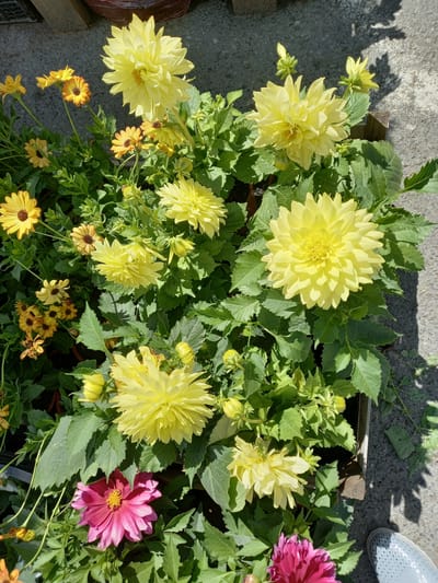 In Aramil, Russia, a close-up, eye-level shot captures a vibrant display of potted flowers. The foreground is dominated by a deep pink dahlia, its petals unfurling to reveal a bright yellow center. Surrounding it are numerous bright yellow dahlias, some fully bloomed and others in bud, their intricate petal structures catching the sunlight. Interspersed are smaller, daisy-like orange and yellow flowers, adding pops of contrasting color to the scene. The lush green foliage of the plants creates a dense, verdant backdrop. The flowers are arranged in a wooden planter box, which is situated outdoors on a textured gray surface, likely concrete, with dappled shadows from overhead foliage suggesting a sunny day. A portion of a light blue perforated shoe is visible in the bottom right corner, indicating human presence nearby. The overall impression is one of a well-maintained garden or flower stall, bathed in natural light.