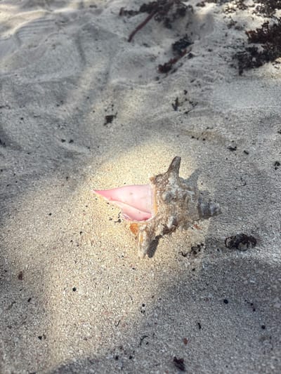 A close-up photograph taken on a beach in Wellhouse, Barbados, captures a single conch shell resting on light beige granular sand. The shell, oriented with its opening facing left, exhibits a rugged, light brown exterior with visible nodules and spines. A prominent, pointed, vibrant pink structure protrudes from the shell's aperture. The sand displays a mixture of light-colored grains, interspersed with numerous darker specks and scattered fragments of dried, dark organic material, particularly in the upper and right portions of the frame. A strong diagonal shaft of sunlight illuminates the conch shell and the surrounding sand, creating areas of high contrast, while other sandy areas remain in partial shadow. No individuals or active interactions are depicted; the scene is static, focusing solely on the natural elements.