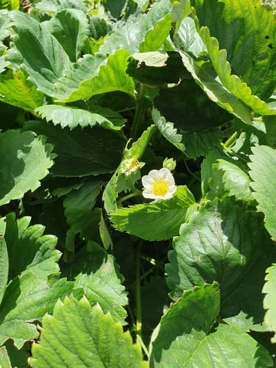 A close-up, eye-level shot captures a white strawberry flower with a yellow center nestled amongst lush green strawberry leaves. The flower is in the center of the frame, slightly to the right. The surrounding leaves are vibrant green, with some showing slight damage or browning along the edges. The lighting suggests it is daytime, with sunlight casting shadows on the leaves, highlighting their textured surfaces. The image is an outdoor scene, likely a garden or field, with no visible signs of urban infrastructure. The specific location of Novoivanivka, Ukraine, cannot be determined from the visual information in the image.