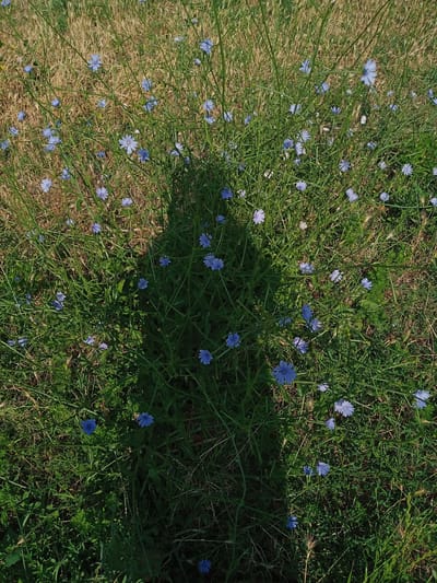 The image is an overhead shot of a field of wild chicory flowers. The flowers are small and light blue with yellow centers. They are scattered among tall green grass and some dried, brown grass. The lighting suggests it is daytime. There is a distinct shadow of a person in the center of the image, cast by the sun from an unseen source. The scene is outdoors in a natural environment. The location is identified as Beşik-Jon, Kyrgyzstan.