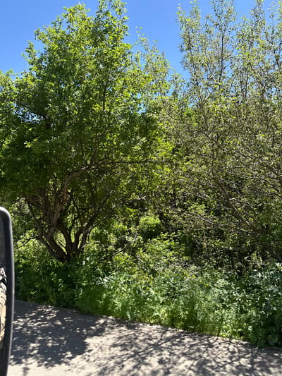 A bright, sunlit daytime scene shows lush green foliage and trees against a clear blue sky. The foreground features a paved surface, likely a road or path, with distinct dappled shadows cast by overhead leaves. To the left, a portion of a vehicle's tire and fender is visible, indicating the viewer is likely inside or beside a vehicle. The middle ground is dominated by dense vegetation, with trees of varying thickness and leaf density. A larger, fuller tree with prominent branches stands on the left, while thinner, more sparse trees are visible to the right. The background is filled with more greenery and the sky. The scene appears to be in a natural or semi-natural setting within or near the city of Jermuk, Armenia, characterized by its abundant plant life and clear weather.