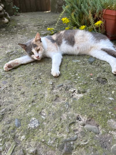A calico cat lies stretched out on a moss-covered concrete surface in an outdoor courtyard. The cat has patches of white, grey, and orange fur, with green eyes. In the background, there is a wooden gate, some greenery, and a terracotta pot with yellow flowers. The scene appears to be in a residential area of Belo Pole, Bulgaria.