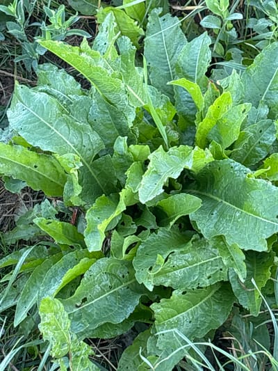 This image displays a close-up view of a cluster of large, green, leafy plants growing outdoors. The leaves are broadly ovate with deeply serrated or wavy edges and prominent veins. Some leaves show small holes, suggesting insect activity or natural wear. The plants are densely packed, creating a lush, textured appearance. The background consists of dry grass and soil, indicating an natural or uncultivated environment. There are no people or animals visible in the image. The location in the city of Ves', Russia is not discernible from the visual information provided in the image.