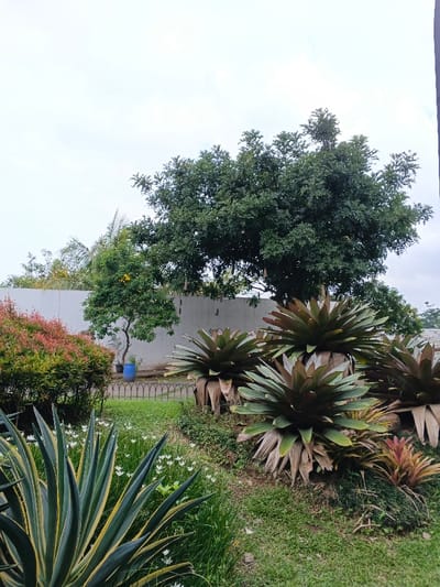 A lush garden scene unfolds under a cloudy sky, showcasing diverse flora. Agave plants with striking yellow stripes dominate the foreground, leading to a scattering of small white flowers. Behind them, vibrant red-leaved bushes meet a row of bromeliads with large, spiky leaves. A slender tree with yellow flowers stands near a blue container against a high, light-colored wall. A large, leafy tree with hanging seed pods provides a backdrop, adding depth to the landscape.