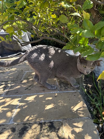 A gray cat is lying on a stone brick surface, its front paws resting on the vertical edge. The cat is positioned next to a leafy bush, casting shadows on its body and the bricks. A white plastic bag is visible behind the bush. The location appears to be outdoors, with sunlight creating distinct shadows on the bricks. The city of Tourrettes-sur-Loup, France is not discernible from the image alone.