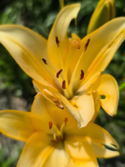 A close-up shot focuses on two bright yellow lily flowers in full bloom, set against a blurred green background. The top flower is in sharper focus, revealing delicate petals, stamen with brown tips, and a pistil. The second flower, positioned below and slightly to the left, is more out of focus, with its petals and stamen also visible. The lighting suggests it is daytime, with bright sunlight illuminating the flowers. The setting appears to be outdoors, possibly a garden, given the natural greenery. No people, text, or specific events are depicted. The location context is Hradenytsi, Ukraine.