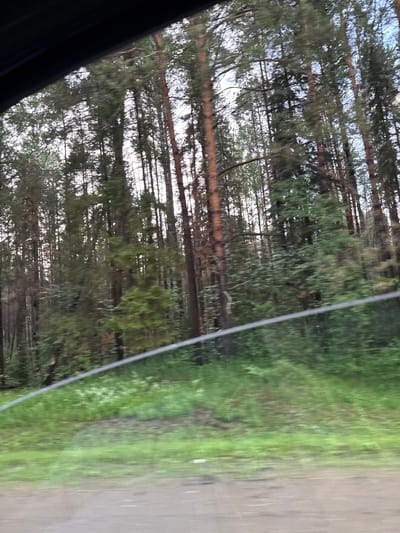 The image shows a view from inside a vehicle looking out at a dense forest of pine trees. The trees are tall and slender, with brown bark and green needles. The forest floor is covered in lush green grass and some patches of dry earth. A thin, curved line, likely a wiper blade mark on the windshield, is visible in the foreground, obscuring some of the view of the grass. The sky is overcast with a pale, bright light filtering through the trees. The scene appears to be a roadside view of a forest, possibly in or near the village of Karagay, Russia, given the typical landscape of the region.