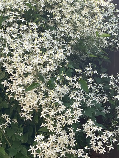 A dense, full frame of white clematis flowers covers the scene, with some green foliage visible. The flowers are small and star-shaped with prominent yellow centers. They are clustered together, creating a textured and abundant display. The background consists of a dark, out-of-focus area, possibly a wooden fence or wall, also appearing in a deep, muted tone. The lighting suggests an outdoor setting, with some shadows indicating the direction of light. There are no people or animals visible in the image. The photograph appears to be taken at eye level, looking directly into the mass of flowers. The location in Сухая Балка, Russia, is not discernible from the visual information alone.