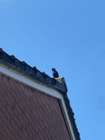 The image depicts a European starling perched on the edge of a roof in Flackwell Heath, United Kingdom. The bird is primarily black with iridescent spots, facing the blue sky. The roof is covered in red tiles and has a grey gutter running along its edge. A small dark object, possibly a bird, is visible in the distant sky. The overall scene suggests a bright, sunny day.