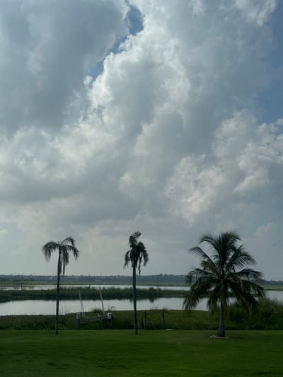 The scene depicts an outdoor landscape in Miramar, Mexico, under a partially overcast sky. The sky occupies approximately the upper two-thirds of the image, featuring large, grey and white cumulus clouds with patches of blue sky visible through breaks, particularly in the upper right quadrant.
The foreground consists of a well-maintained, vibrant green lawn, occupying the bottom quarter of the image. No individuals or animals are visible on the lawn.
In the midground, behind the lawn, a calm body of water, likely a lake or pond, stretches horizontally across the frame. Its surface reflects the ambient light from the sky. Along the near bank of the water, dense green aquatic vegetation is present. Three distinct palm trees rise from the lawn. The leftmost palm is tall and slender with sparse, dark fronds. The middle palm is similarly tall and slender, distinguished by a crown of mostly brown or dead fronds giving it a gnarled appearance. The rightmost palm is shorter and fuller, with abundant green fronds, appearing healthy.
Located in the water near the left palm tree, a light-colored, possibly wooden, structure or object is visible, partially submerged, alongside a white bicycle. This structure appears to have poles or supports extending upwards.
The background, beyond the body of water, reveals a distant, low-lying green landscape, likely foliage or another landmass. Faint, dark horizontal lines, possibly indicating utility poles or power lines, are discernible against this distant horizon. No specific actions or interactions are occurring within the visible frame. The overall environment is natural with minimal human infrastructure visible beyond the distant lines and the structure near the water.