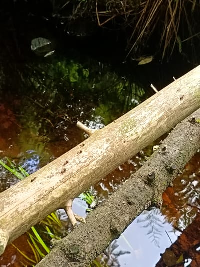 Two logs lie across dark, reflective water with green vegetation and reeds visible. The upper log is lighter in color and appears weathered, with several small black insects scattered across its surface. The lower log is darker and more textured, showing patches of moss and lichen, and also has a few insects. The water reflects the sky and surrounding foliage. The scene is likely located in a natural setting near Vishnovka, Russia.