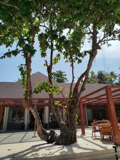 In Kendhoo, Maldives, a scene unfolds on a wooden deck, bathed in sunlight that casts long shadows. A large tree with a gnarled trunk and lush green foliage dominates the foreground, its branches reaching towards the clear blue sky. Behind it, a building with a dark, gabled roof and wooden beams supports an open-air canopy. Several wooden tables and chairs are set up on the deck, suggesting an outdoor dining area. The building appears to be a resort or restaurant, with large glass doors and windows reflecting the surrounding environment. The overall atmosphere is serene and tropical, characteristic of a Maldivian island.