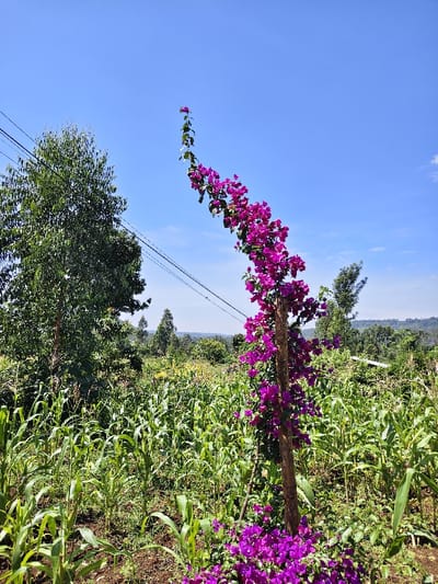 The image depicts an outdoor agricultural scene in Kaplerartet ward, Kenya, under a clear blue sky with sparse white clouds visible in the upper right. A bougainvillea plant, heavily laden with bright purple flowers and green foliage, climbs a central wooden pole or tree trunk, extending from the bottom of the frame upwards and curving towards the upper left. A field of green corn (maize) plants, in an early to mid-growth stage, covers the lower half of the image, with dark brown soil visible between rows. To the left, a tall, dense green tree is prominent, partially obscuring the view. Several other smaller trees are visible in the midground and background, which features a hazy green landscape of distant hills or undulating terrain. Two dark, thin utility wires stretch horizontally across the upper mid-section of the frame, positioned between the prominent left tree and behind the bougainvillea. No individuals or animals are present in the scene.
