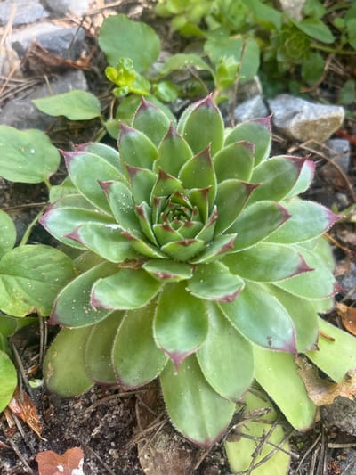 This is a close-up, top-down photograph of a succulent plant, likely a Sempervivum, growing outdoors. The plant is characterized by its tightly packed, rosette-shaped arrangement of fleshy leaves. The leaves are a vibrant green, with reddish-purple tips and fine, white hairs along their edges. Some leaves exhibit slight water droplets.

The plant is situated in a natural, rocky, and somewhat dry environment. Surrounding the succulent are scattered gray stones, dark soil, dry twigs, and bits of fallen leaves. Small green plants with simpler leaf structures are also visible in the background and to the left of the main succulent, suggesting a garden or natural ground cover setting.

The lighting appears to be natural daylight, casting soft shadows and highlighting the textures of the plant and its surroundings. There are no people or animals present in the image. The overall impression is one of natural beauty and resilience, with the succulent thriving in its environment. The specific location context provided is "Староживотинное, Russia," which suggests a rural or natural setting within that region. No text is visible in the image.