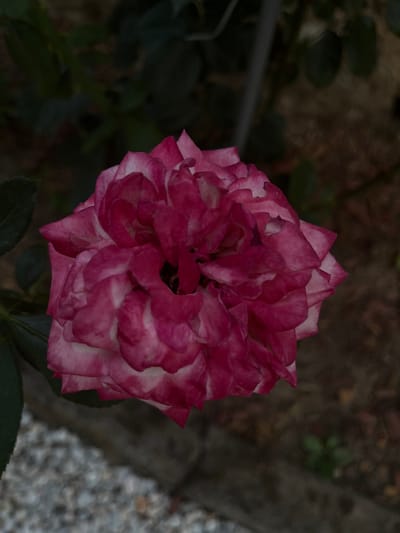 This media file features a close-up, top-down view of a single, fully bloomed rose. The rose's petals are a vibrant mix of deep pink and white, with the white concentrated along the edges and fading into the pink towards the center. The flower is densely packed with layers of petals, giving it a ruffled and voluminous appearance.
The background is softly out of focus, creating a shallow depth of field that emphasizes the rose. To the left of the rose, dark green foliage is visible, suggesting it is growing in a garden. To the right, a textured surface composed of small, light-colored stones and a darker, rougher material can be seen, potentially a pathway or border in the garden. The overall lighting appears dim, suggesting it might be early morning, late evening, or an overcast day. There is no visible text in the image. The setting is likely a garden in Bulgaria, as indicated by the location context.