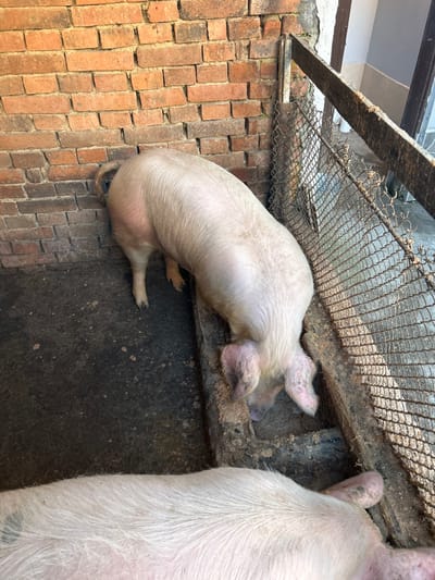 This image, taken in the city of Brusen, Bulgaria, depicts a semi-enclosed pigpen containing two domestic pigs. The prominent pig, light pink to white in coloration, is positioned with its head immersed in a dark, rectangular feeding trough, indicating active feeding. Its curled tail is visible against a reddish-brown brick wall on the left. The pig's ears exhibit dark mottling or dirt. A second pig, also light-colored with a dark circular marking on its left flank, is partially visible in the lower foreground. The enclosure features a weathered brick wall on the left and a rusted metal frame with wire mesh fencing on the right, separating the pigs from an indistinct outdoor area or adjacent structure. The ground is a dark, uneven surface, consistent with dirt or compacted earth within an animal enclosure.