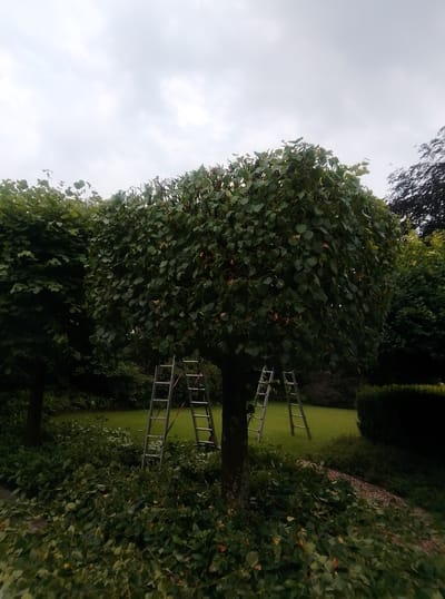 The image shows a garden scene in Ahrensburg, Germany, under a cloudy sky. The primary subjects are two large, round-topped trees, likely recently pruned, with branches and leaves scattered on the ground at their bases. Two aluminum step ladders are positioned near the trees, suggesting an ongoing or recently completed tree trimming activity.

The larger tree in the foreground is the most prominent, its dense green foliage filling the center of the frame. The leaves are a vibrant green, with some hints of brown and yellow, indicating either the season or the recent pruning. The tree trunk is thick and textured. The ladder next to it is open and angled, with its rungs clearly visible.

To the left, another similar tree stands, partially obscured by the foreground tree. Its foliage is also dense and green. Further in the background, more trees and a neatly trimmed hedge are visible, suggesting a well-maintained garden or park. The ground is covered with lush green grass, and a layer of pruned leaves and small branches covers the area around the base of the main tree.

The overall lighting suggests it is daytime, but the cloudy sky casts a diffused and somewhat muted light over the scene. There are no people visible, but the presence of the ladders strongly implies human activity related to gardening or arboriculture. The scene evokes a sense of quiet work in progress or the aftermath of such labor. No text is visible in the image.