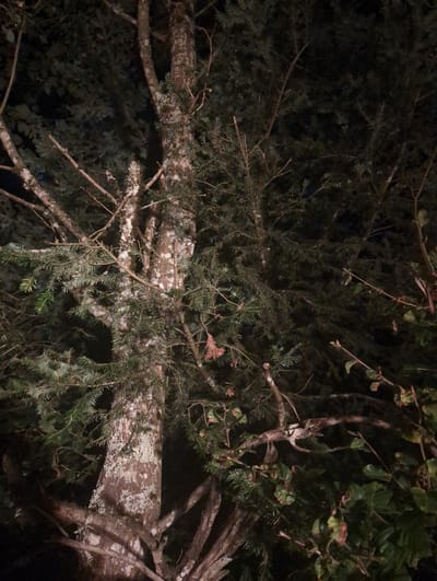 The image shows a close-up view of a tree trunk with mossy bark, its branches covered in dark green needles. The background is a dark, indistinct blur, suggesting nighttime or a poorly lit area. The tree appears to be in a natural setting, possibly a forest or park. There are no people or animals visible in the frame. The image has a slightly grainy quality, and the lighting is dim, with some branches and needles illuminated by an unseen light source.