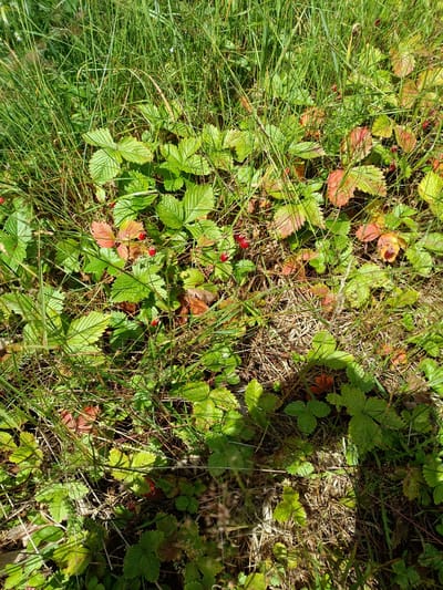 The image depicts a patch of wild strawberries growing amongst tall green grass and dry straw. Several small, red strawberries are visible on the plants, alongside green and reddish-tinged leaves. The scene appears to be in a natural, outdoor setting within Lukapīckas, Latvia, likely a field or meadow. There are no people or animals present, and the focus is entirely on the vegetation and the ripening fruit. The lighting suggests a sunny day, with shadows cast on the ground.