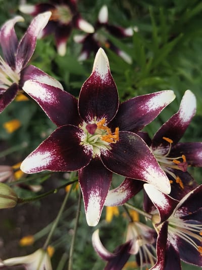 A close-up, outdoor photograph captures several dark purple and white lilies in bloom. The main subject, a fully open lily, is centrally positioned and faces the viewer, showcasing its star-shaped petals with white tips and speckled purple centers. The stamens of this lily are a vibrant orange, and the pistil is a subtle green. Other lilies, some in various stages of bloom and others as buds, are visible in the background, along with green foliage and blurred yellow accents, possibly from other flowers. The image appears to be taken during daylight. The location of the photograph is in the village of Semiletka, Russia.