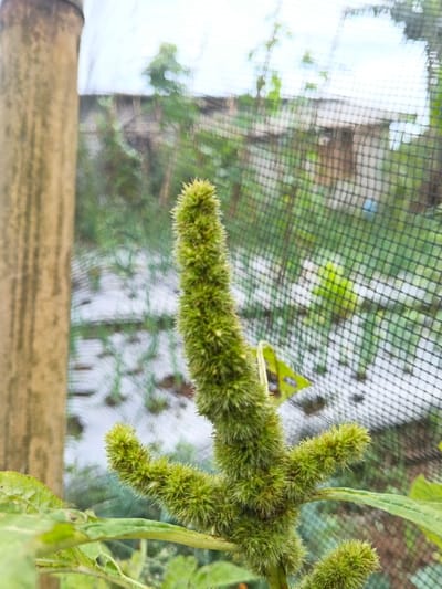A fuzzy, elongated green plant part stands prominently in the foreground. It features short, spiky protrusions along its length. Behind it, a blurred background reveals a garden setting with rows of crops covered in white plastic, partially obscured by a black net. A weathered, cylindrical pole is visible to the left. The overall scene suggests a cultivated garden environment.