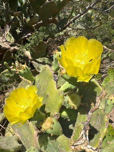The image shows a close-up of a prickly pear cactus with two bright yellow flowers in bloom. One flower is prominently displayed in the foreground to the left, and another larger one is slightly to the right and behind it. The flowers have numerous delicate yellow stamens in the center. A small dark insect is visible on the upper right petal of the larger flower. The cactus pads are green and flat, with some appearing mature and showing signs of wear, while others are newer growth. Small green buds or young fruits are also visible on the plant. The background consists of more of the cactus plant, along with dry branches and sparse green foliage, suggesting an arid or semi-arid environment. The lighting indicates a sunny day, casting shadows on the cactus pads. This scene is located in the city of Hyères, France.