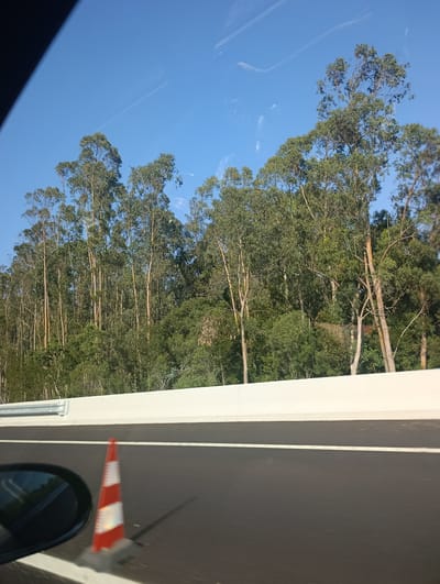 The image shows a roadside view from a moving vehicle, likely on a highway, in the vicinity of Santo André, Portugal. The foreground features the dark asphalt of the road with a white lane marking. To the left, a portion of a car's side mirror is visible. In the middle ground, a traffic cone, orange with white reflective stripes, stands on the road. Beyond the road, a low, white barrier wall separates the roadway from a dense forest of tall, slender eucalyptus trees and other greenery. The sky above is a clear, bright blue, with a faint white contrail visible in the upper portion of the frame. The overall impression is of a sunny day in a natural, somewhat rural setting adjacent to a transportation route.