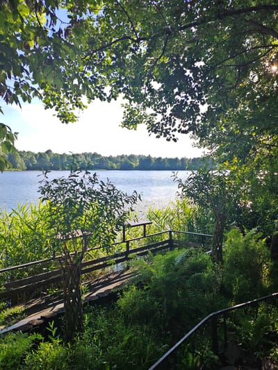The image shows a serene lake scene in Местечко Раифа, Russia. The foreground is dominated by lush green vegetation, including tall reeds and ferns, framing a wooden walkway or pier that leads towards the water. The walkway is partially obscured by the foliage and features a dark metal railing on the right side. Two twisted, decorative trees stand on either side of the walkway. The lake itself is calm and blue, with a distant treeline of green trees bordering its far side under a bright, slightly hazy sky. Sunlight filters through the leaves of the trees in the foreground, creating dappled patterns of light and shadow.