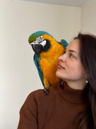 A woman with dark hair and freckled skin is pictured alongside a macaw parrot. The woman is wearing a brown sweater. She is positioned close to the bird, with her face near its yellow and blue plumage. The parrot's beak is visible. The background is a plain, light-colored wall. The location is not evident in the image.