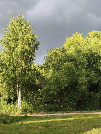The image depicts a natural scene in Mokshan, Russia, under a dramatic sky. The foreground features a well-maintained grassy area, illuminated by dappled sunlight, suggesting it is either morning or late afternoon. Beyond the grass, a light-colored gravel path runs horizontally across the frame, bordered by lush greenery and trees.

Dominating the middle ground are several trees, their leaves a vibrant green, catching the light. To the left, a distinctive birch tree with its characteristic white bark stands tall, its branches reaching upwards. To its right and behind, a dense mass of other trees with fuller foliage creates a rich tapestry of green.

The background is dominated by a dark, heavy cloud cover, creating a striking contrast with the brightly lit foliage. This suggests impending or recently passed rain, contributing to a dynamic and perhaps slightly moody atmosphere. The combination of bright sunlight on the vegetation and the dark, ominous sky is a key feature of the scene.

No people or specific objects are visible, only the natural elements of trees, grass, a path, and the sky. The overall impression is one of serene, natural beauty, perhaps on the edge of a rural area or a park, with the weather playing a significant role in the visual drama. There is no visible text in the image.