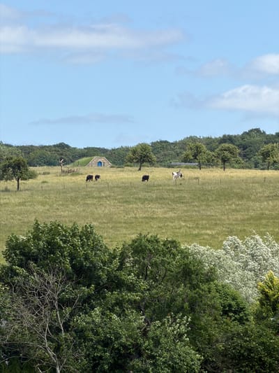 This image depicts a pastoral scene in Olingen, Luxembourg, under a bright, partly cloudy sky. The upper third of the frame shows a light blue sky with scattered, wispy white clouds. The mid-ground is dominated by an expansive, gently sloping green and yellow-brown grassy field, indicative of summer. Several slender fence posts are visible across the field.
In the mid-left, two black cows are seen grazing. Further to the right, a black-and-white cow stands facing left. In the background, slightly left of center, a distinctive, earth-sheltered structure with a stone facade and a prominent bright blue wooden door is partially embedded into a grassy mound. This structure has a rounded, arch-like entrance.
A dense treeline forms the horizon, separating the field from the sky, with various deciduous trees displaying lush green foliage. In the far background, a dense, dark green forest stretches across the landscape. The foreground is filled with a dense array of varied foliage, including dark green trees with visible branches and lighter green bushes. On the right side of the foreground, a large, bushy tree with white blossoms or light-colored leaves is prominent, next to a smaller, yellowish-green shrub. A bare, multi-branched tree without leaves is visible in the lower-left foreground, partially obscured by other green foliage.