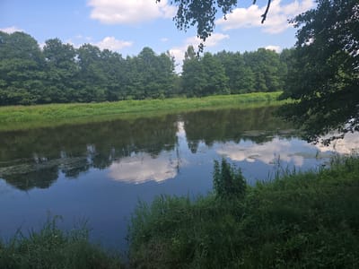 A wide, calm river occupies the majority of the image, reflecting a blue sky dotted with fluffy white clouds. Dense, green trees line the far bank of the river, creating a dark, verdant barrier. The foreground is filled with lush, green grass and reeds growing along the river's edge. The scene is tranquil and natural, depicting a peaceful outdoor setting. It is likely a depiction of the Wisłok River in the vicinity of Fryszerka, Poland.