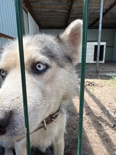 The image shows a close-up, vertically oriented shot of a dog, likely a husky or shepherd mix, peering through a green metal fence. The dog's face is the primary subject, with its light grey and white fur, piercing blue eyes, and part of its snout visible. The dog is wearing a brown leather collar with metal studs and rings. Behind the dog, the environment appears to be an outdoor enclosure or yard. A wooden structure, possibly a kennel or shed, is visible to the left, with corrugated metal siding and wooden planks. In the background, a dirt path with sparse vegetation and sunlight casting shadows suggests it's daytime. The overall impression is of a domestic animal in an outdoor setting. The lighting indicates it's a sunny day, possibly late morning or afternoon due to the distinct shadows. The location context provided is Tri Ozera, Russia. No visible text is present in the image.