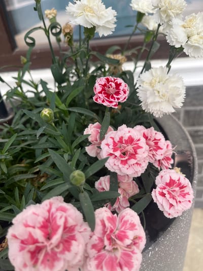 The image displays a close-up view of a potted plant featuring a variety of carnations. The flowers exhibit a mix of white and pink with red markings. Several buds are also visible amongst the dense green foliage. The pot appears to be made of a textured, grey material. In the background, elements of an urban environment can be discerned, including what appears to be brickwork and a window frame. The lighting suggests an outdoor setting, possibly during daylight hours. The specific location of Paraul, Russia, is not discernible from the visual information presented in the image.