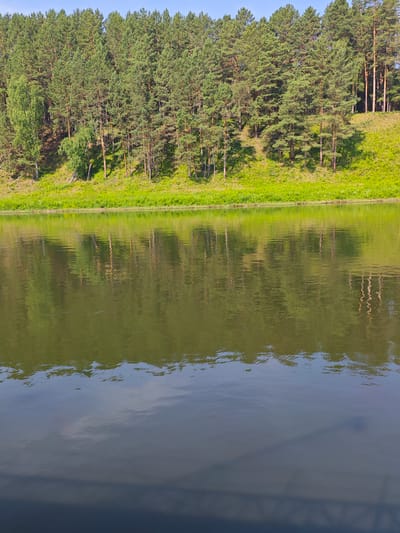 The image depicts a serene natural scene featuring a calm body of water in the foreground, reflecting the lush green trees and vegetation on the opposite bank. The bank is covered with a dense forest, predominantly pine trees with some deciduous trees interspersed, indicative of a temperate climate. The water's surface is disturbed by gentle ripples, creating distorted reflections of the trees. The sky above is a clear, pale blue. The overall impression is one of tranquility and natural beauty. The location is the city of Piskunovka, Russia, known for its picturesque landscapes and proximity to nature.