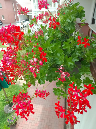 A close-up, high-angle shot captures a balcony overflowing with lush, vibrant red geraniums and their accompanying green foliage. The flowers, with their delicate petals, cascade downwards, some in full bloom and others in bud. In the background, a glimpse of a modern, red-brick building with white-framed windows suggests an urban setting. To the left, a portion of a green umbrella is visible, and below, a brick-paved pathway leads the eye further into the scene. The image appears to have been taken in the city of Rheda-Wiedenbrück, Germany, on a sunny day.