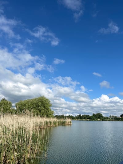 The image depicts a serene lakeside scene on a clear day. The sky is a vibrant blue, dotted with fluffy white clouds. In the foreground, tall reeds line the edge of a calm body of water, their dry stalks reaching towards the sky. Beyond the reeds, a dense line of green trees forms the background, with a few houses visible in the distance, suggesting a residential area. The water itself is a tranquil, greenish-blue, with gentle ripples on its surface. The overall atmosphere is one of peaceful natural beauty. This scene is located in the vicinity of the village of Azaretski, within the Azaretski rural council (сельскі Савет) of Belarus.