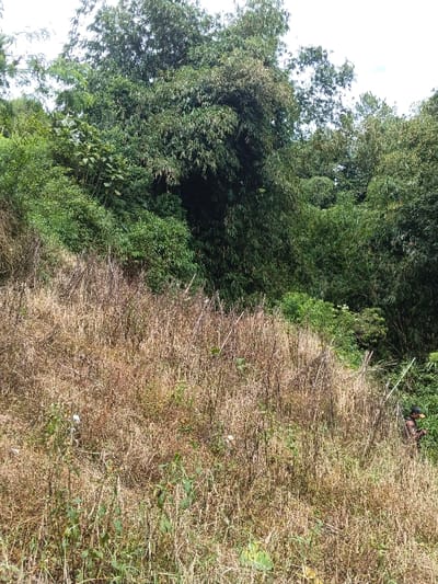 A dense hillside view dominated by tall, dry grasses in the foreground. Green vegetation thrives in the background, including large bamboo clumps and various trees. A person, possibly working in the field, is partially visible on the right edge. The sky is partially visible through openings in the trees.