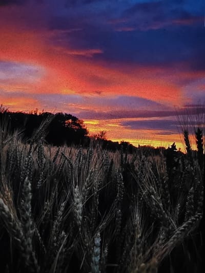 This is a photograph of a sunset over a wheat field. The sky is filled with vibrant colors, ranging from deep purple at the top to bright orange and red hues closer to the horizon. Wispy clouds are scattered across the sky, catching the light of the setting sun. In the foreground, the dark silhouettes of wheat stalks are prominent, creating a stark contrast with the colorful sky. The stalks are dense and appear to be dry, suggesting they are ready for harvest. Behind the wheat field, there is a dark line of trees or a distant treeline, with the sun's glow visible behind it. The location is specified as being in Dubno, Ukraine.