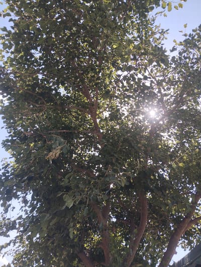 This is a low-angle, vertical, outdoor, daytime shot looking up into the canopy of a large tree. The tree has a thick, textured brown trunk and multiple branches, some of which are bare and others covered in abundant green leaves. Sunlight filters through the leaves, creating a starburst effect in the upper right quadrant of the image, indicating it is likely midday or late morning. The sky is a clear, pale blue, suggesting fair weather. The scene appears natural and possibly rural, given the prominence of the tree and the absence of any man-made structures in the frame. No people or text are visible. The overall impression is one of natural beauty and the warmth of sunlight on a clear day. The location context of Kiyat, Uzbekistan, suggests this could be a typical landscape element in that region.