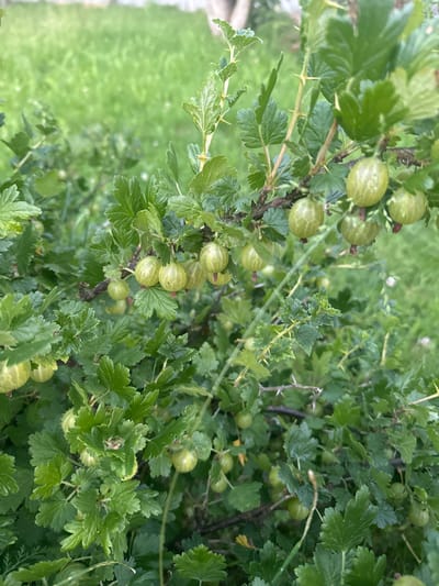 The image shows a close-up of a gooseberry bush with unripe green berries. The bush is laden with leaves and has sharp thorns on its branches. The background is a blur of green grass, suggesting an outdoor setting in a natural environment, possibly a garden or park in the Пярэжырскі сельскі Савет, Belarus. There are no people or animals visible in the image. The focus is entirely on the gooseberry bush and its fruit.