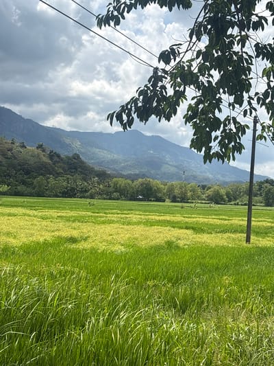 This image captures a rural landscape in Buduruwagala, Sri Lanka. The foreground is dominated by a vibrant green rice paddy, with some areas showing a lighter, yellowish hue, suggesting the ripening of the crop. The field stretches towards the right of the frame, divided into distinct strips or terraces. To the left of the paddy, a dense forest covers the lower slopes of rolling hills. Further in the distance, majestic mountains rise, their peaks softened by atmospheric haze, creating a layered effect.

A telephone pole stands prominently near the center of the image, with power lines extending diagonally across the sky on the left. Overhanging the scene from the upper left corner are the dark green leaves and branches of a tree, providing a natural frame. The sky is a mix of white, puffy clouds and darker, more ominous grey clouds, hinting at a dynamic weather system. The lighting suggests it is daytime, possibly late morning or early afternoon, with sunlight breaking through the clouds. There are no people or text visible in the image. The overall impression is one of natural beauty and tranquility, typical of agricultural regions in Sri Lanka.
