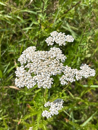 A close-up, eye-level shot captures a cluster of white yarrow flowers with small, intricate petals and yellowish centers. The flowers are densely packed in a flat-topped cluster, with some individual florets visible. The foreground is dominated by these blooms, while the background consists of soft-focus green grass and foliage, suggesting an outdoor natural setting, possibly in Lubiszewo Tczewskie, Poland. There are no people or discernible structures in the image. A small, light-colored insect with multiple legs is perched on a cluster of yarrow flowers in the lower right quadrant.