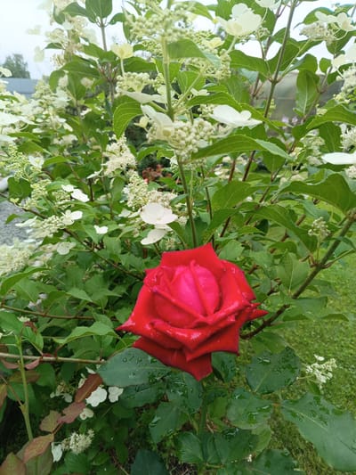 A single, vibrant red rose with dew drops on its petals is the focal point of this image. It is positioned in the lower center, surrounded by lush green foliage and clusters of small white flowers, characteristic of a hydrangea bush. The rose's petals are tightly furled towards the center, revealing a deep, rich red hue.
The background is softly blurred, showing more of the hydrangea bush with its green leaves and white blossoms. Hints of other garden elements are visible, including what appears to be a greenhouse or poly tunnel in the mid-ground and the edge of a gravel path on the left. The ground is covered with green grass. The overall impression is of a natural garden setting, possibly a backyard or park in the city of Tatysh, Russia, after a recent rainfall given the presence of dew drops on the rose and leaves. No people are present in the scene.