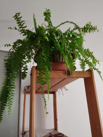 A potted fern is displayed on a wooden shelf unit. The fern has lush green fronds that cascade downwards, with some fronds reaching a significant length. The pot is brown and appears to be made of plastic. The shelf unit is constructed from light-colored wood and has multiple tiers. The background consists of a white wall and a light-colored ceiling. The scene is indoors, likely in a domestic setting. There are no people or animals visible in the image. The lighting suggests an indoor environment, possibly with artificial light or natural light from a window not visible in the frame. No information about the city of Hospozín, Czechia, can be derived from the image itself.