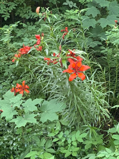 This media file is a top-down, slightly angled close-up shot of a dense patch of vegetation, predominantly green, with several vibrant orange lilies blooming amongst it. The scene is an outdoor natural setting, likely a garden or wild area, given the variety of plants.
The main subjects are the orange lilies, which are the most striking elements. One prominent lily, near the center-right of the image, is fully open and displays its delicate petals, speckled with darker orange spots. Several other lilies are visible, some fully bloomed, others in various stages of development or wilting, with some unopened buds also present. The lilies are growing on thin, branching stems that intertwine with other plants.
Surrounding the lilies is a lush tapestry of greenery. This includes broad, palmate leaves, possibly from a maple or similar plant, interspersed with much finer, grass-like foliage. The dense growth suggests a flourishing natural environment. The overall impression is one of natural abundance and growth.
There are no people or animals visible in the image. The lighting appears to be natural daylight, with no harsh shadows, suggesting it could be a partly cloudy day or late afternoon. The abundance of fresh green leaves and fully open flowers indicates it is likely spring or summer. There are no visible text elements. The setting, given the context, is Kuzmolovskiy, Russia. The overall mood conveyed is one of natural beauty and the vibrant life of a garden or wild landscape.